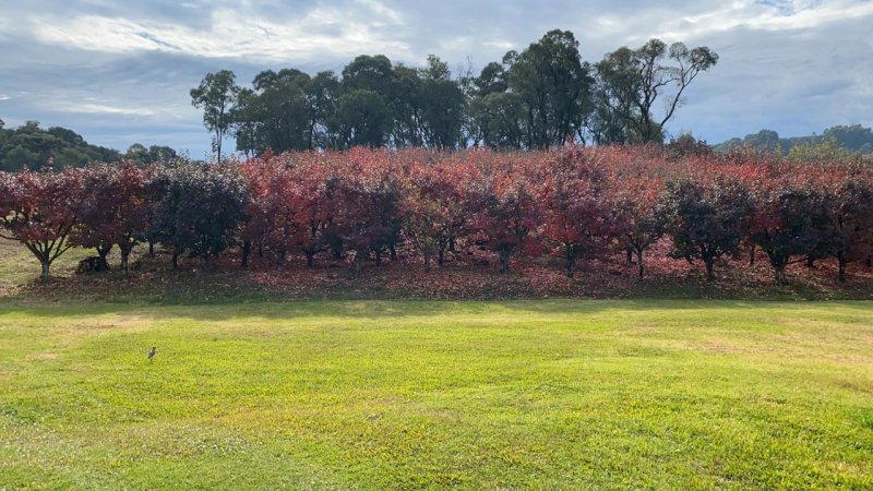 Terreno em Condomínio - Venda - Santa Catarina - Caxias do Sul - RS